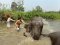 One Day Chiang Mai Elephant Heritage