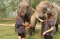 One Day Chiang Mai Elephant Heritage