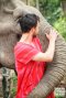 Half Day Morning Chiang Mai Elephant Sanctuary
