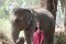 Half Day Afternoon Karen Hilltribe Elephant Sanctuary