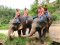 2 Days 1 Night Ran-Tong Elephant Training