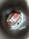 Bvlgari  Ring B Zero White Gold 2ชั้น