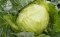 Cabbage