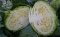 Cabbage