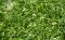 Chinese Chive cut