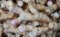 Galangal Cut