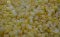 Sweet Corn