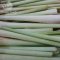 Lemon grass