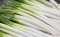 Japanese Bunching Onion