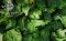 ฺฺBroccoli