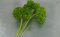 Parsley