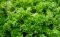 Parsley