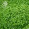 Parsley