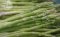 asparagus