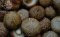 Shiitake Mushroom
