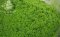 ใบมะกรูดบดละะอียด