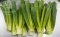 Japanese Bunching Onion