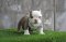 ลูกสุนัขอเมริกันบูลลี่ COWBOY X CHAT by TNT KENNEL ฟาร์มบูลลี่นครปฐม