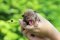 AMERICAN BULLY PUPPY :: ลูกสุนัขอเมริกันบูลลี่ ::