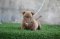 ลูกสุนัขอเมริกันบูลลี่ BILLIE JEAN X MANGO by TNT KENNEL ฟาร์มบูลลี่นครปฐม