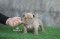 ลูกสุนัขอเมริกันบูลลี่ BILLIE JEAN X MANGO by TNT KENNEL ฟาร์มบูลลี่นครปฐม
