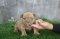 ลูกสุนัขอเมริกันบูลลี่ BILLIE JEAN X MANGO by TNT KENNEL ฟาร์มบูลลี่นครปฐม