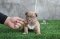 ลูกสุนัขอเมริกันบูลลี่ BILLIE JEAN X MANGO by TNT KENNEL ฟาร์มบูลลี่นครปฐม