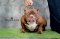 AMERICAN BULLY ADULTS :: สุนัขอเมริกันบูลลี่ ::