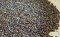 เมล็ดชุมเห็ดจีน หรือ เจว๋หมิงจื่อ (Foetid Cassia Seeds)