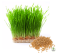 Wheatgrass ต้นข้าวสาลี