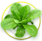 Romaine Lettuce/ Cos Lettuce ผักกาดโรเมน
