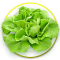 Butterhead lettuce ผักกาดบัตเตอร์เฮด