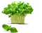 Genovese Basil โหระพาเสฉวน