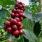 Organic Mae Song Arabica coffee Tak เมล็ดกาแฟคั่วอราบิก้า 100% แม่สอง จ.ตาก Single Origin ขนาด 250 g