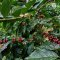 Organic Mae Song Arabica coffee Tak เมล็ดกาแฟคั่วอราบิก้า 100% แม่สอง จ.ตาก Single Origin ขนาด 250 g