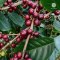 Organic Mae Salong Arabica coffee Chiang Rai เมล็ดกาแฟคั่วอราบิก้า 100% แม่สลอง จ.เชียงราย Single Origin ขนาด 250 g