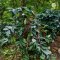 Organic Mae Salong Arabica coffee Chiang Rai เมล็ดกาแฟคั่วอราบิก้า 100% แม่สลอง จ.เชียงราย Single Origin ขนาด 250 g