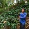 Organic Mae Salong Arabica coffee Chiang Rai เมล็ดกาแฟคั่วอราบิก้า 100% แม่สลอง จ.เชียงราย Single Origin ขนาด 250 g