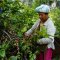 Organic Sop Moei Arabica coffee Mae Hong Son (Arabica 100%) Single Origin 250 g