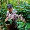 Organic Sop Moei Arabica coffee Mae Hong Son (Arabica 100%) Single Origin 250 g