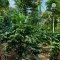 Organic Sop Moei Arabica coffee Mae Hong Son (Arabica 100%) Single Origin 250 g