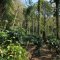Organic Mae Sam Laep Arabica coffee Mae Hong Son เมล็ดกาแฟคั่วอราบิก้า 100% แม่สามแลบ จ.แม่ฮ่องสอน Single Origin ขนาด 250 g