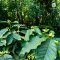 Organic Mae Sam Laep Arabica coffee Mae Hong Son เมล็ดกาแฟคั่วอราบิก้า 100% แม่สามแลบ จ.แม่ฮ่องสอน Single Origin ขนาด 250 g