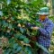 Organic Mae Sam Laep Arabica coffee Mae Hong Son เมล็ดกาแฟคั่วอราบิก้า 100% แม่สามแลบ จ.แม่ฮ่องสอน Single Origin ขนาด 250 g
