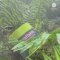 Greennow Pure Matcha เกรด Excellence มัทฉะบริสุทธิ์ ชาเขียวมัทฉะ พรีเมี่ยม แท้ 100%