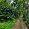 Organic Pang Ma O Arabica coffee Chiang Mai เมล็ดกาแฟคั่วอราบิก้า 100% ปางมะโอ จ.เชียงใหม่ Single Origin ขนาด 250 g