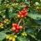 Organic Pang Ma O Arabica coffee Chiang Mai เมล็ดกาแฟคั่วอราบิก้า 100% ปางมะโอ จ.เชียงใหม่ Single Origin ขนาด 250 g