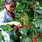Organic Omkoi Arabica coffee Chiang Mai (Arabica 100%) Single Origin 250 g