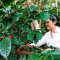 Organic Omkoi Arabica coffee Chiang Mai (Arabica 100%) Single Origin 250 g