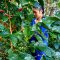 Organic Omkoi Arabica coffee Chiang Mai (Arabica 100%) Single Origin 250 g